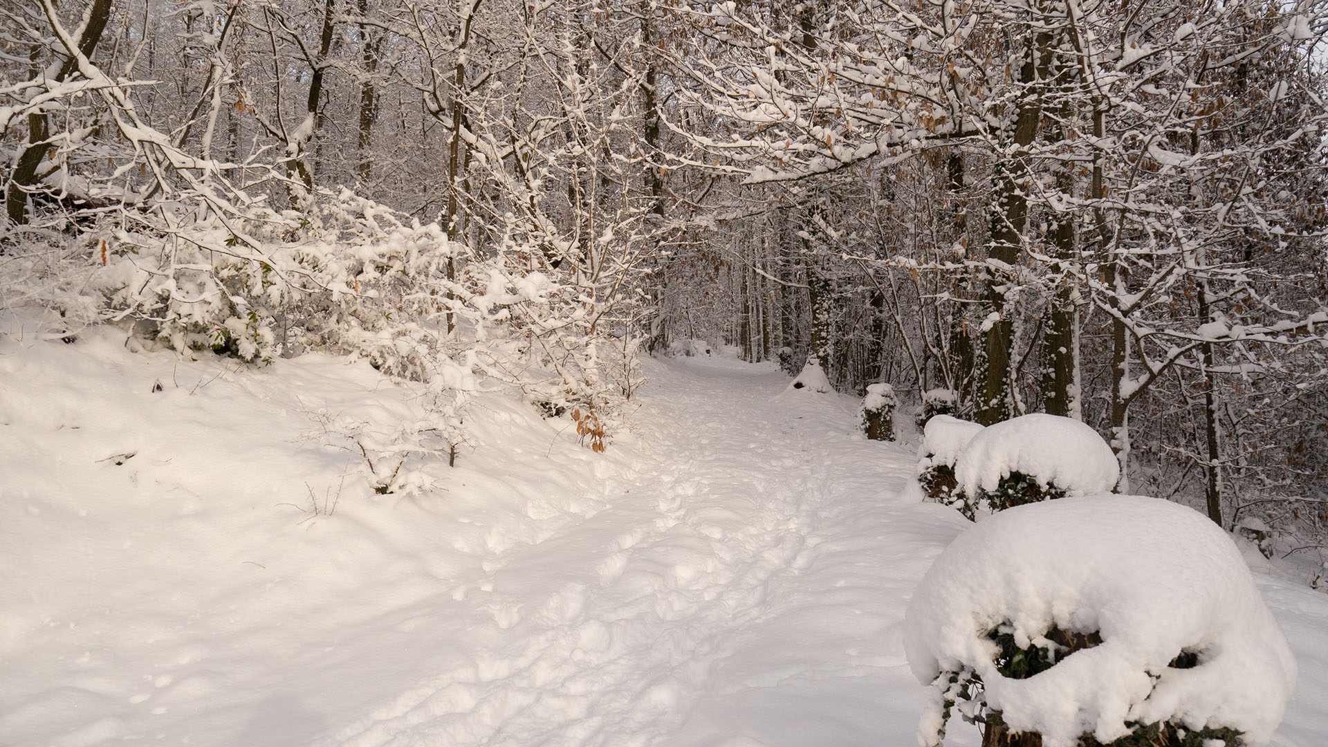 Blick auf den Weg im Wald im Winter